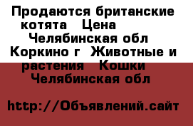 Продаются британские котята › Цена ­ 1 000 - Челябинская обл., Коркино г. Животные и растения » Кошки   . Челябинская обл.